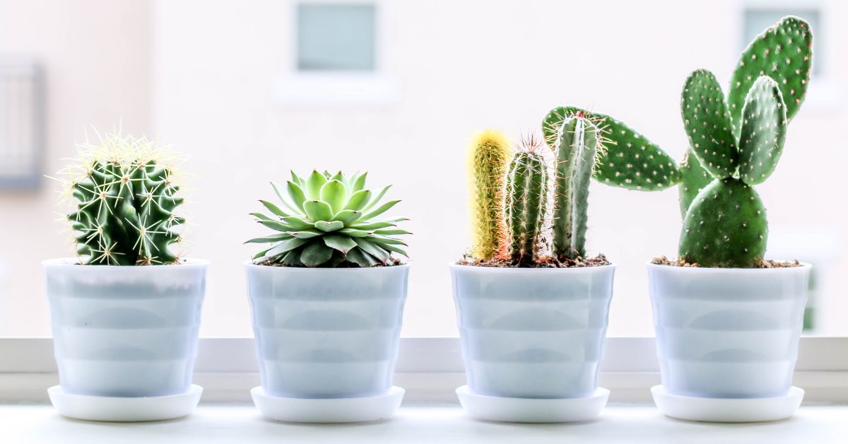 Why do People Love Succulents so Much