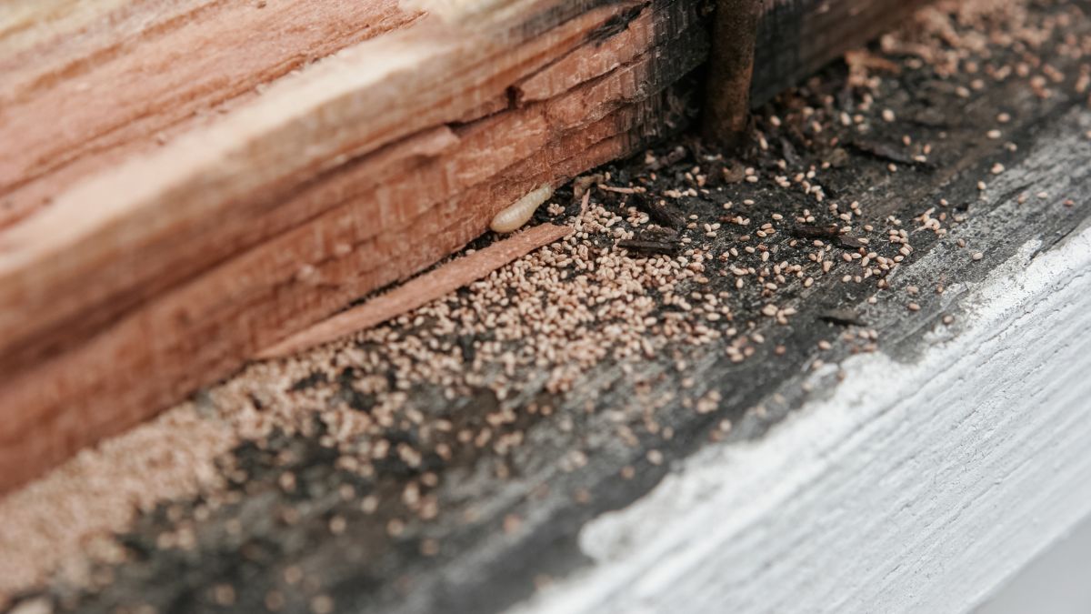 The Significance of Termite Bonds When Buying A Used Home